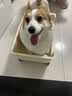 耐吉斯鲜肉Pro夹心冻干狗粮1.5kg*4包成犬益生菌鸭肉梨泪痕管理 实拍图