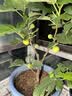 京东京造菜板 PP砧案板切菜板塑料抗菌家用食品级双面 38*26*1cm 实拍图