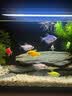NORVIR【顺丰】日本黄粉鱼粉水族用品观赏鱼金鱼药粉龙鱼锦鲤水质调 【顺丰】黄粉100g/包【渔场版】 实拍图