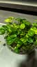 京云梦铜钱草水培盆栽金钱草室内外吸绿植花草2盆原土源头直发 实拍图