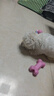 HELLOJOY狗狗玩具球小狗磨牙棒骨头耐咬狗咬胶小型犬宠物用品幼犬自嗨解闷 实拍图