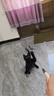 CFA赛级逗猫棒猫咪玩具长杆羽毛替换头耐抓咬猫玩具用品自嗨解闷 CFA赛级长杆逗猫棒-木杆弹簧款 实拍图