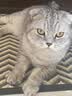 优趣猫粮全价粮通用成猫幼猫粮成年猫高蛋白营养天然英短蓝猫 醇香牛肉味1.5kg*2袋  (实发6斤) 实拍图