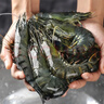 鲜京采 鲜冻大号黑虎虾 去冰净重2斤 31-40只/盒 斑节对虾美食大赛同款 实拍图