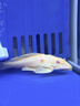 备能*日本黄粉鱼药+水族专用盐+硝化细菌鱼缸用杀菌万能养鱼老三样 实拍图