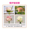 京东鲜花云南昆明基地随机色玫瑰鲜切花束买20枝送10枝鲜花源头直发 实拍图