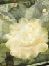 babycare爆款山茶花一次性内裤女士孕妇XXL码30条【 安全灭菌】 实拍图