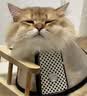 鲜朗 低温烘焙猫粮无谷高蛋白全价全期猫粮2kg 实拍图
