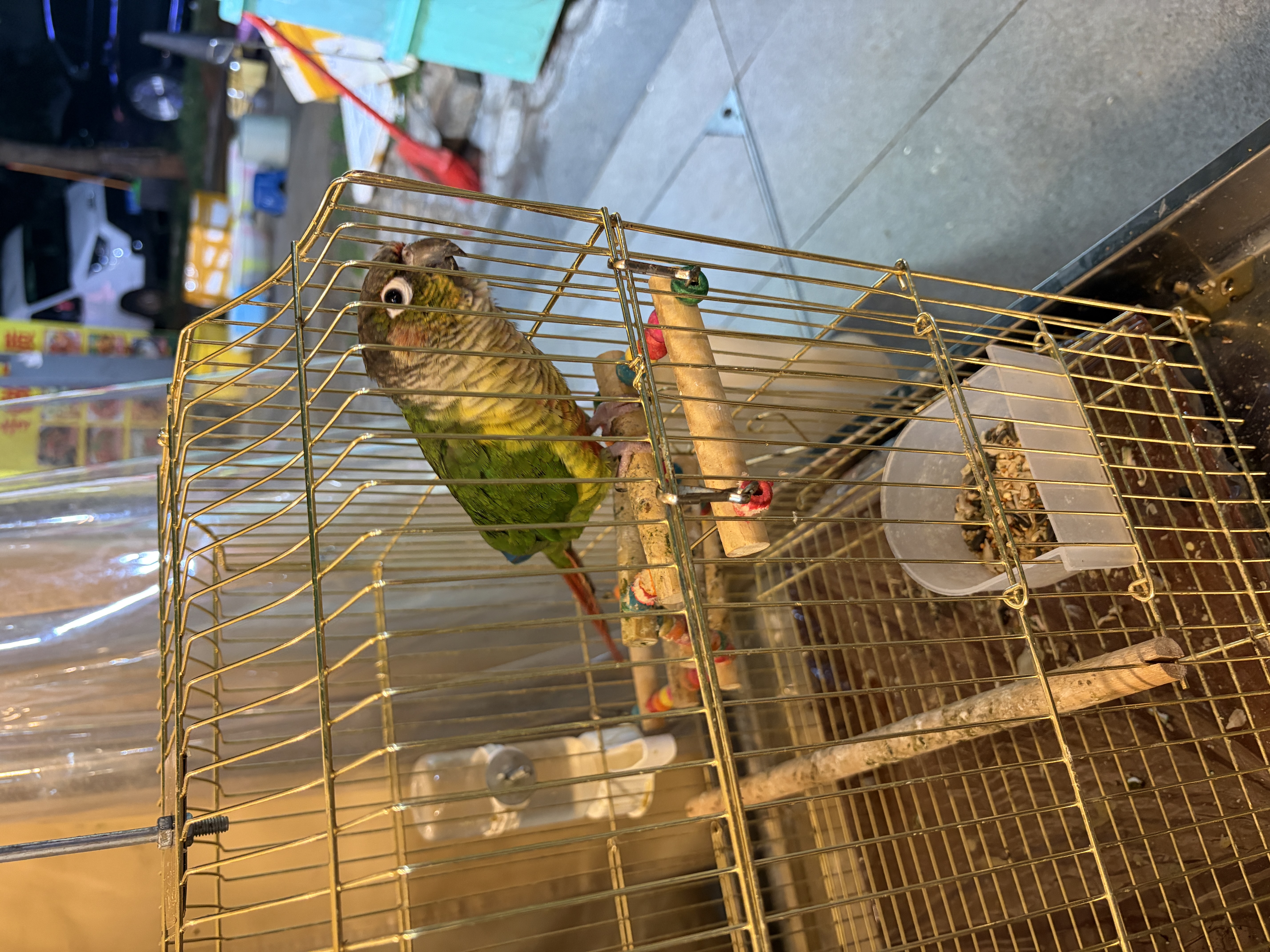 麦富迪营养森林猫粮 冻干双拼猫粮 成猫幼猫全价猫粮 【三文鱼冻干】成猫粮10kg 实拍图