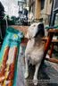 疯狂小狗中大型犬狗粮成幼犬40斤宠物边牧金毛拉布拉多鸡肉燕麦20kg囤货装 实拍图