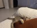 领先全价幼猫主食猫条9g*18条羊奶口味猫咪零食猫粮湿粮猫罐头 实拍图