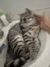 希诺抗菌玻璃杯双层带把手泡茶杯子男士高档家用办公水杯七夕节日礼物 实拍图