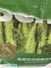 BCM头茬烘干提摩西草 提草段兔草 龙猫兔子草 兔子饲料牧草兔粮500g 实拍图