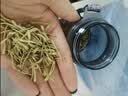 陌上花开 金银花茶 花草茶 金银花 茶叶散装100克/袋 实拍图