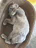 亿迪猫粮冻干幼猫成猫10斤全价英短蓝猫布偶老年猫国产通用全阶段5kg 实拍图