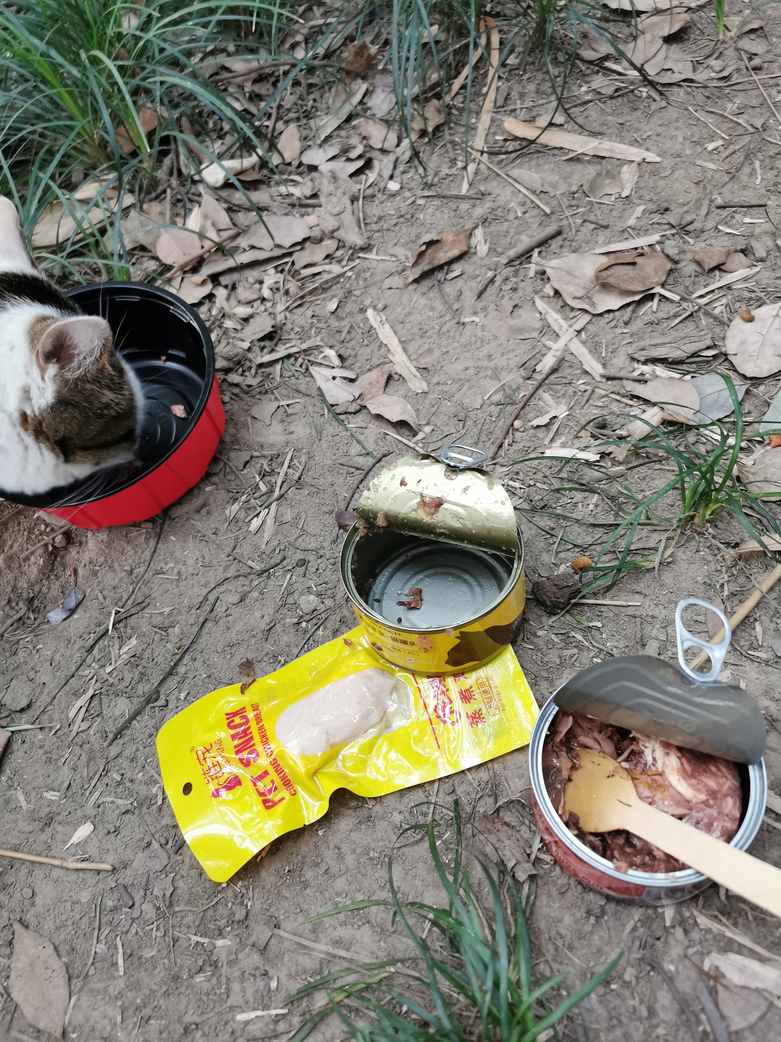 伟嘉主食级罐头 猫湿粮泰国进口猫罐头吞拿鱼味400g*12整箱装 实拍图