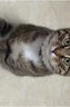 LEGENDSANDY蓝氏 全价猫粮成猫幼猫生骨肉冻干粮 猎鸟乳鸽系列兔肉口味1.5kg 实拍图