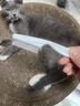 憨憨乐园 狗梳子除蚤猫梳子猫咪刷子脱毛梳狗毛刷宠物梳毛器跳蚤梳白色 实拍图