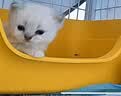 绿优猫砂盆超大号防外溅猫厕所特大防臭幼猫开放式猫砂盆巨大屎盆 新款猫砂盆芒果黄色+垫 实拍图