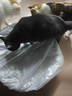 疯狂的主人 猫抓板窝超大号猫玩具猫爪板猫抓盆不掉屑猫窝碗形圆形瓦楞纸 实拍图
