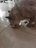 多特思猫罐头招财金饭碗68g猫主食罐头奶糕成幼猫全价湿粮餐盒猫饭 实拍图