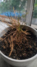 文竹盆栽绿植花卉盆景植物室内客厅水培文松云竹文竹大苗四季常青 小文竹【1颗】原盆原土球发货 高度15-25cm 实拍图