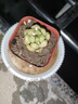 随机多肉植物盆栽新手好养易存活办公室桌面绿植含盆土节日礼物 随机发货（1盆） 实拍图