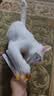 诚实一口猫咪零食猫条猫零食 幼猫成猫好多条 无诱食剂三文鱼味10g*5条 实拍图