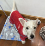 皇家狗粮 幼犬狗粮 宠物 小型犬 MIJ31 全价犬粮 2-10月 2KG 实拍图