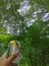 屈臣氏（Watsons）苏打水柠檬草味含汽气泡水饮料0脂低糖解腻调酒330mL*24罐整箱 实拍图