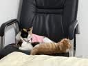 欢宠网宠物猫咪绝育服猫手术服母猫衣服断奶术后恢复幼小猫猫透气防舔衣 实拍图