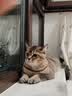 皇家猫粮 幼猫猫粮 幼猫奶糕 K36 通用粮 4-12月 2KG 实拍图