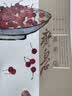 全5册 齐白石画集国画作品画谱画册作品集 游鱼+蔬果+禽鸟+花卉+草虫 花鸟鱼虫梅兰竹菊 人民美术 齐白石画集蔬果 晒单实拍图