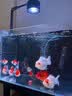 NORVIR【顺丰】日本黄粉鱼粉水族用品观赏鱼金鱼药粉龙鱼锦鲤水质调 【顺丰】黄粉100g/包【渔场版】 实拍图