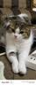 凯锐思猫粮鲜肉幼猫猫粮1-12月奶糕助力免疫鲜肉冻干双拼幼猫粮 【1-4月母乳营养】离乳奶糕粮2斤 实拍图