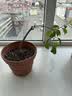 爱丽思（IRIS）特大号圆形花盆种树庭院超大加厚大盆景树木无花果蓝莓果树种植盆 6号茶色 约2L (口径17.9cm) 实拍图