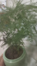 文竹盆栽绿植花卉盆景植物室内客厅水培文松云竹文竹大苗四季常青 小文竹【3棵性价比高】原土球发货 高度15-25cm 实拍图