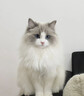 皇家猫粮 幼猫猫粮 幼猫奶糕 K36 通用粮 4-12月 2KG*3 实拍图