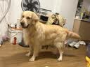 心粮狗粮中大型成犬粮15kg金毛柴犬边牧拉布拉多通用 牛肉味15kg【增肌壮骨】 实拍图