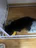 HELLOJOY狗碗狗盆宠物双碗不锈钢猫碗食盆防打翻狗食盆 黄色大号 实拍图