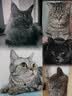 网易严选鲜鸡肉猫粮生骨肉配方宠物主粮幼猫成猫主食级冻干全阶段无谷粮 【试吃装】鲜鸡肉猫粮50g*4 实拍图