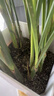 星宸花草博士营养土养花通用型种花种菜育苗专用土种植花土泥炭有机轻质土10L 实拍图