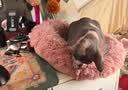 麦富迪奶弗猫用冻干羊奶棒 幼猫成猫奶猫营养奶酪棒磨牙棒宠物猫咪零食 羊奶棒100g*2盒（原味+猫草味） 实拍图