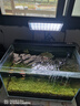 尼奥光（NEO-HELIOS）鱼缸灯水草灯LED灯S3pro+RGB植物光谱 【二代】13W新款尼奥S3pro+【高亮自然】 实拍图