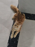 皇家猫粮 幼猫猫粮 幼猫奶糕 K36 通用粮 4-12月 10KG 实拍图