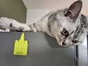 皇家猫粮 美短成猫粮 ASA31 通用粮 12月以上 2KG 实拍图