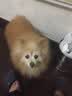 华元宠具（hoopet）航空箱猫包外出便携包猫咪太空舱宠物狗狗航空箱外出可折叠猫笼 黑色 建议体重12斤内犬猫 实拍图