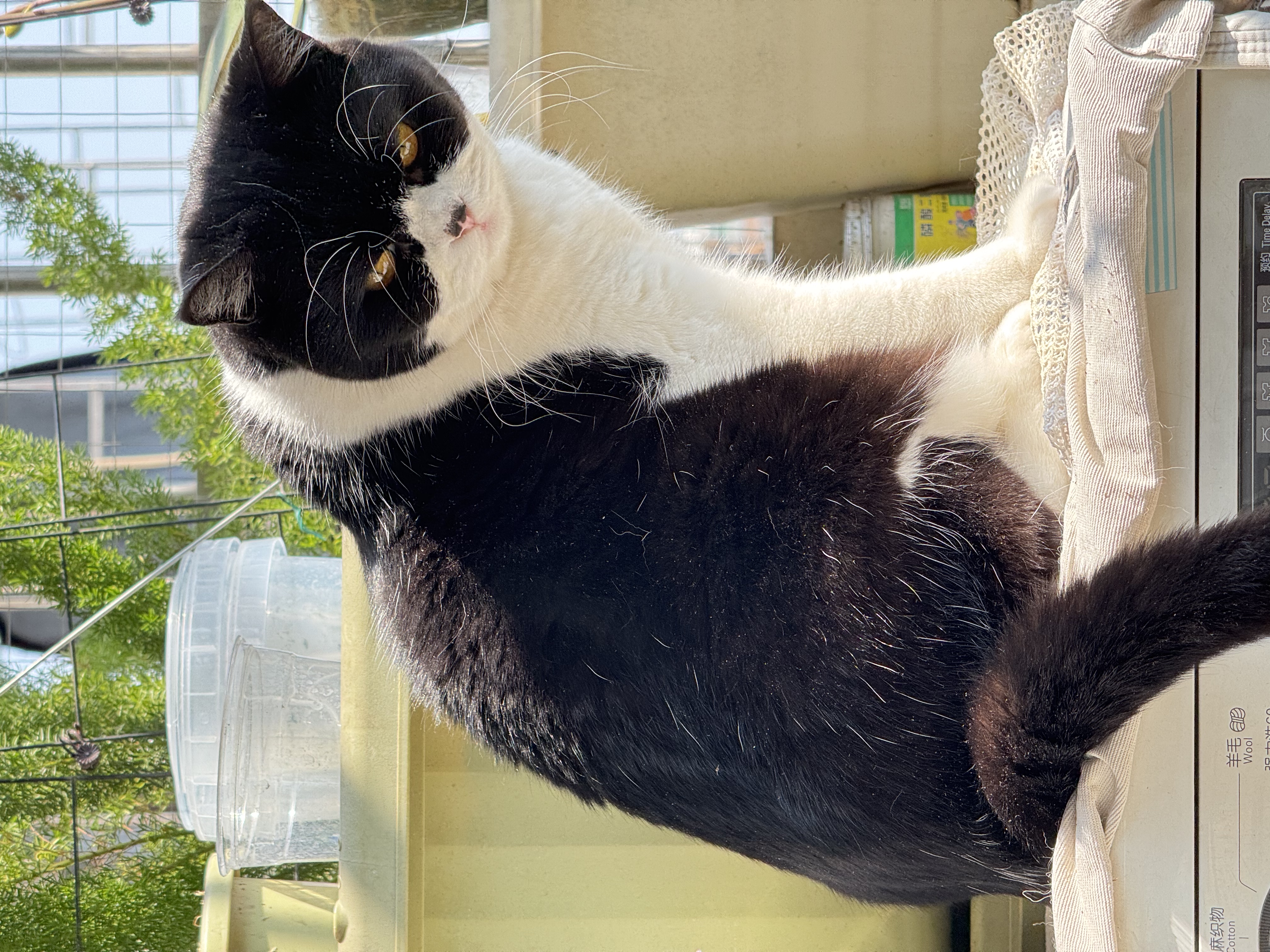 霍曼（Homerun）Real智能自动喂食器猫粮定时猫猫咪自动投食机PF20（不锈钢碗） 实拍图