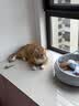 网易严选全价猫粮4.0 宠物主粮成幼猫无谷多重禽肉高蛋白 鸡鸭禽肉味10kg 实拍图