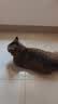 网易严选猫湿粮宠物零食浓汤大口肉罐头 鸡肉+三文鱼85g*6罐 实拍图